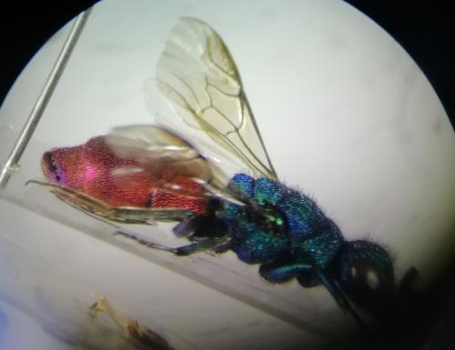 Réf. 261 974 : Chrysura rufiventris